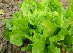 防控病蟲害不一定非得噴灑農(nóng)藥，還可以？