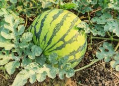 高性價(jià)比農(nóng)藥殘留速測儀，貴在哪里？